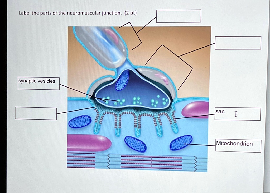 SOLVED: Label the parts of the neuromuscular junction. (2 pt) Label the
