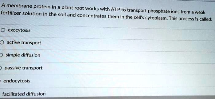 A membrane protein in a plant root works with ATP to transport phosphate ions from a weak fertilizer solution in the soil and concentrates them in the cell's cytoplasm. This process is called:
exocytosis
active transport
simple diffusion
passive transport
endocytosis
facilitated diffusion