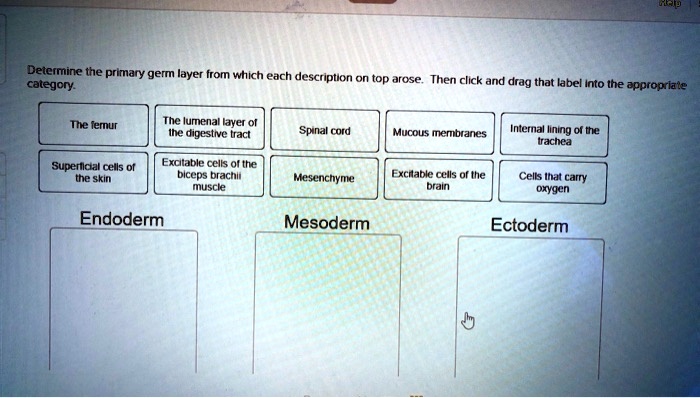 Determine the primary germ layer from which each description on top arose. Then click and drag that label into the appropriate category.
The femur
The lumenal layer of
the digestive tract
Spinal cord
Mucous membranes
Internal lining of the
trachea
Superficial cells of
the skin
Excitable cells of the
biceps brachii
muscle
Mesenchyme
Excitable cells of the
brain
Cells that carry
oxygen
Endoderm
Mesoderm
Ectoderm