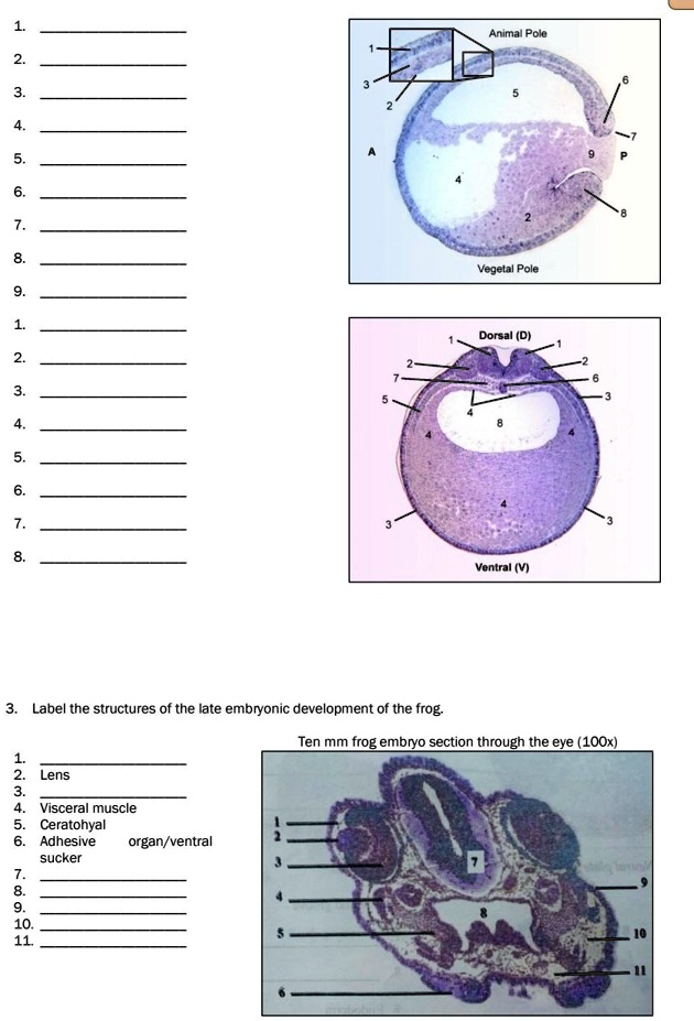 SOLVED: Label the structures of the early embryonic development of frog ...