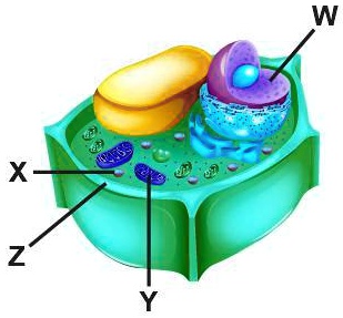 SOLVED: 'Examine the diagram of a cell. Which accurately labels the ...