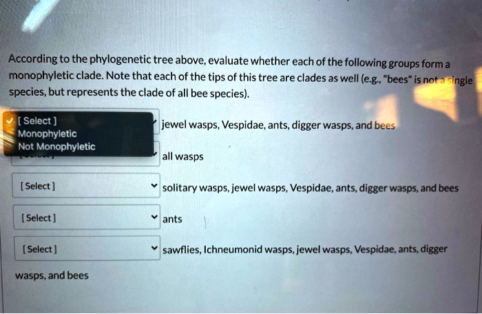 According to the phylogenetic tree above, evaluate whether each of the following groups form a monophyletic clade. Note that each of the tips of this tree are clades as well (e.g., "bees" is not a single species, but represents the clade of all bee species).

jewel wasps, Vespidae, ants, digger wasps, and bees

all wasps

solitary wasps, jewel wasps, Vespidae, ants, digger wasps, and bees

ants

sawflies, Ichneumonid wasps, jewel wasps, Vespidae, ants, digger wasps, and bees