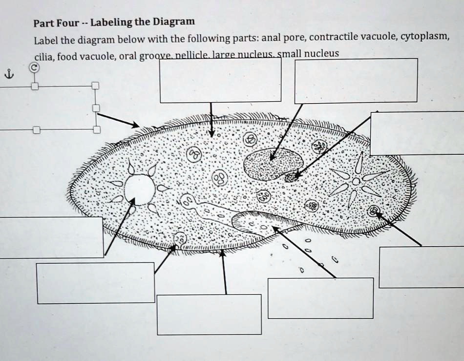 SOLVED Part Four Labeling the Diagram Label the diagram below with
