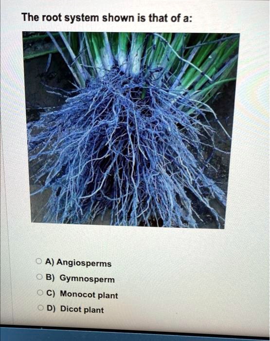 SOLVED The root system shown is that of a A) Angiosperms B) Gymnosperm Monocot plant D) Dicot