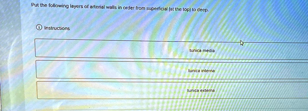 Put the following layers of arterial walls in order from superficial (at the top) to deep.
Instructions
tunica media
tunica interna
tunica externa