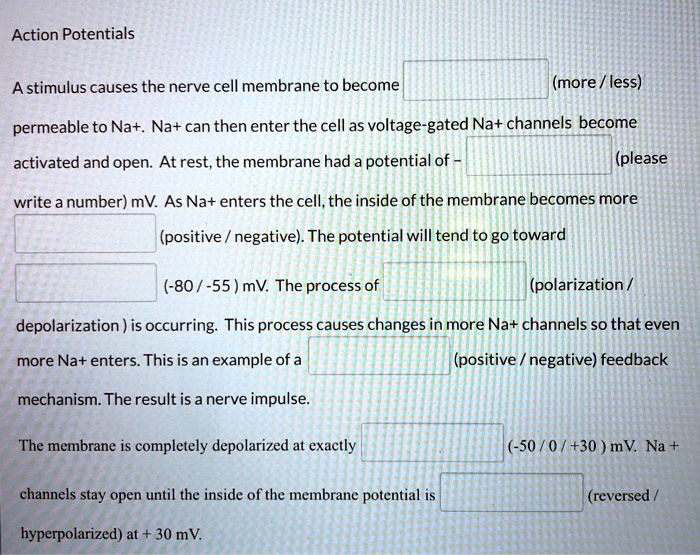 Action Potentials

A stimulus causes the nerve cell membrane to become [ ] (more / less) permeable to Na+. Na+ can then enter the cell as voltage-gated Na+ channels become activated and open. At rest, the membrane had a potential of - [ ] (please write a number) mV. As Na+ enters the cell, the inside of the membrane becomes more [ ] (positive / negative). The potential will tend to go toward [ ] (-80 / -55 ) mV. The process of [ ] (polarization / depolarization ) is occurring. This process causes changes in more Na+ channels so that even more Na+ enters. This is an example of a [ ] (positive / negative) feedback mechanism. The result is a nerve impulse.

The membrane is completely depolarized at exactly [ ] (-50 / 0 / +30 ) mV. Na + channels stay open until the inside of the membrane potential is [ ] (reversed / hyperpolarized) at + 30 mV.
