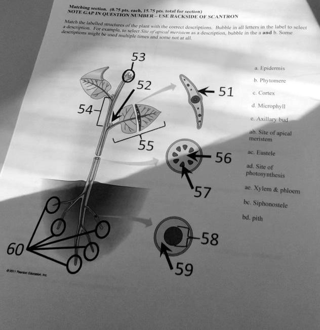 Texts: Match the labeled structures of the plant with the correct ...