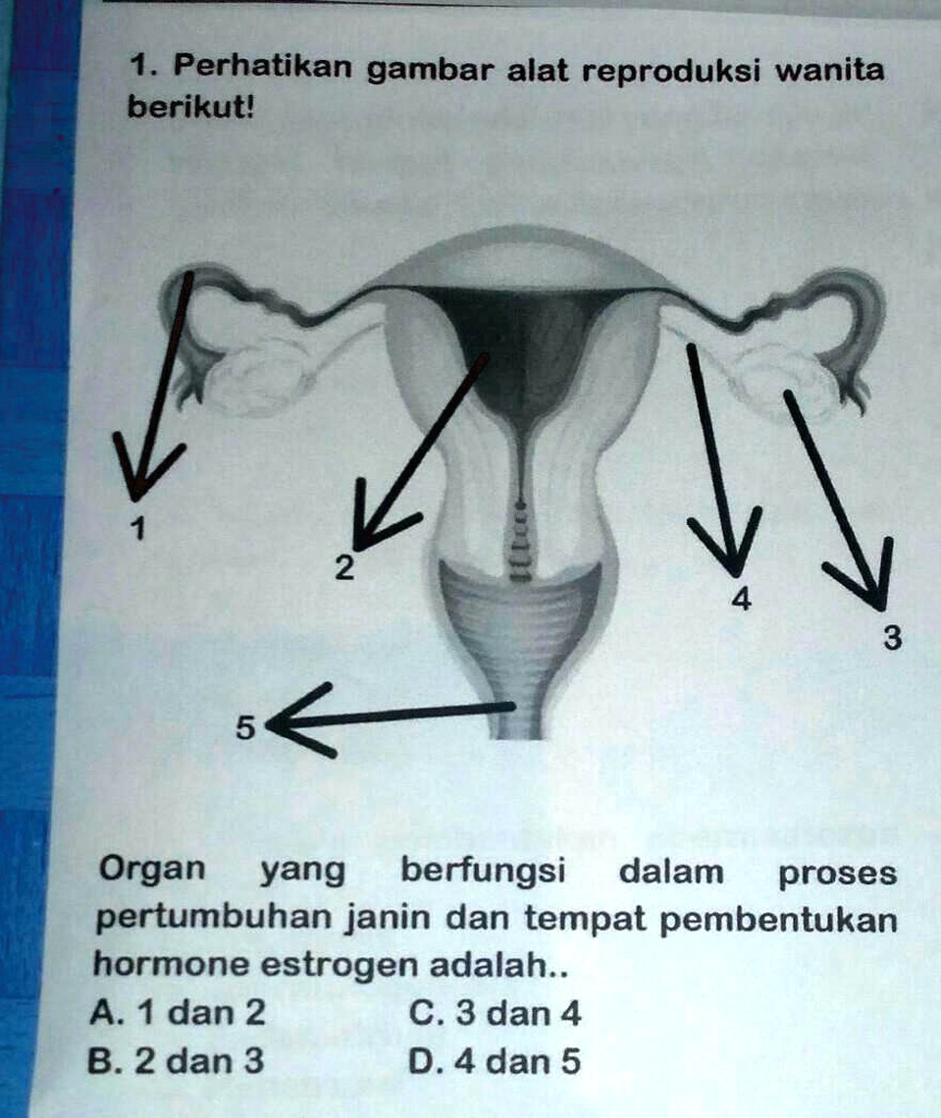 SOLVED: Organ Yang Berfungsi Dalam Proses Pertumbuhan Janin Dan Tempat ...