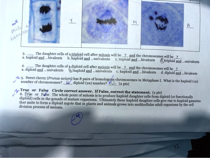 SOLVED: l Acl/ 681 (4n The daughter cells of a triploid cell after ...