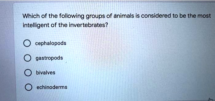 Which of the following groups of animals is considered to be the most intelligent of the invertebrates?
cephalopods
gastropods
bivalves
echinoderms