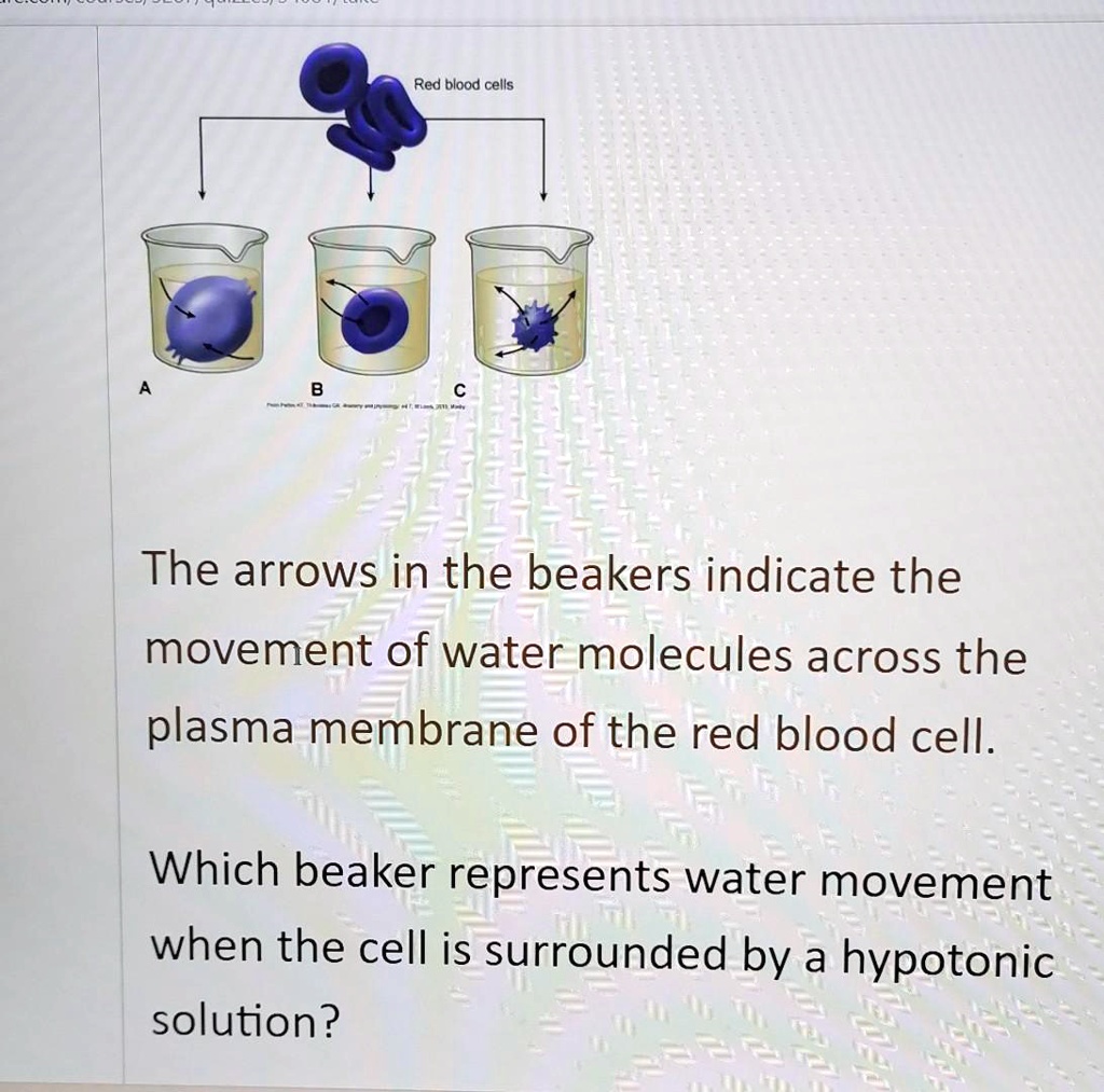 SOLVED Red blood cells The arrows in the beakers indicate the movement of water molecules