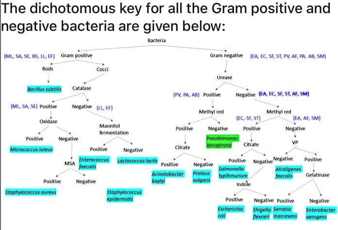 SOLVED: The dichotomous key for all the Gram-positive and Gram-negative ...