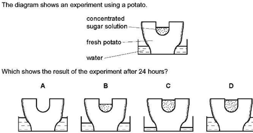 Potato Solution The diagram shows an experiment using a...