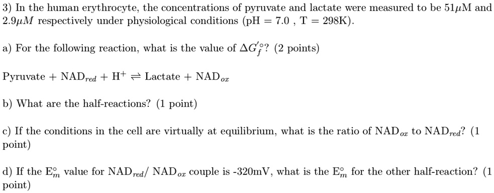 Solved: In The Human Erythrocyte, The Concentrations Of Pyruvate And 