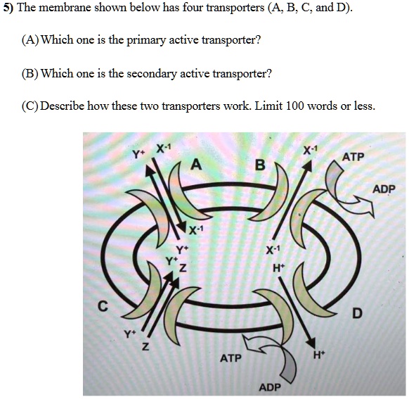 SOLVED 5) The membrane shown below has four transporters (A,B; C and D
