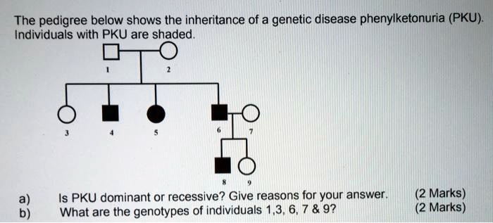 Solved The Pedigree Below Shows The Inheritance Of A Genetic Disease Phenylketonuria Pku