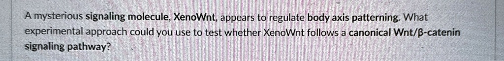 a mysterious signaling molecule xenownt appears to regulate body axis patterning what experimental approach could you use to test whether xenownt follows a canonical wntbeta catenin signalin 01586