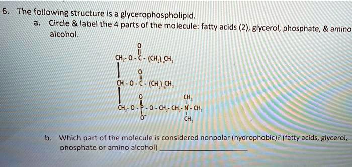 structure of fatty acid and glycerol