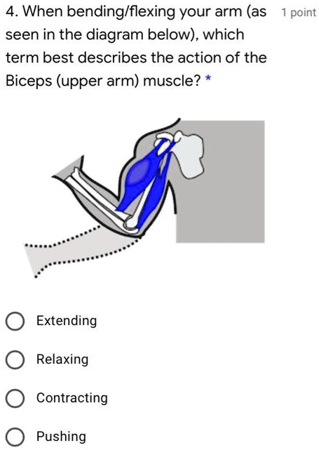 SOLVED: When bending/flexing your arm (as shown in the diagram below),  which term best describes the action of the biceps (upper arm) muscle?  Extending Relaxing Contracting Pushing