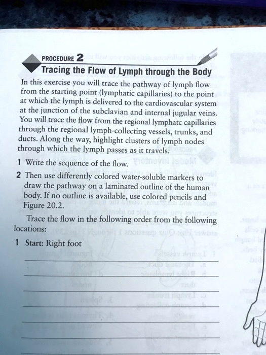 SOLVED: PROCEDURE 2: Tracing the Flow of Lymph through the Body In this ...