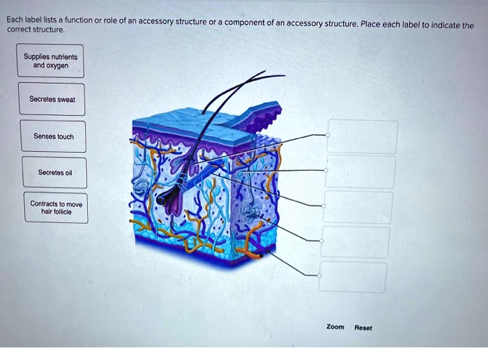 SOLVED: Each label lists the function role of an accessor structure or ...