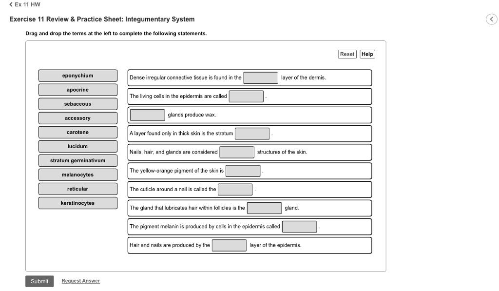 Ex 11 HW Exercise 11 Review Practice Sheet: Integumentary System Drag