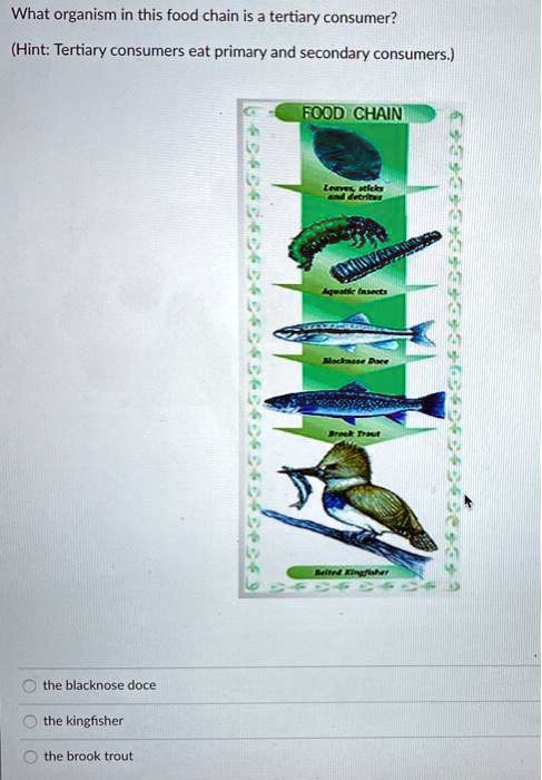 What organism in this food chain is a tertiary consumer?
(Hint: Tertiary consumers eat primary and secondary consumers.)
FOOD CHAIN
Leaves, sticks and detritus
Aquatic insects
Blacknose Dace
Brook Trout
Belted Kingfisher
the blacknose dace
the kingfisher
the brook trout