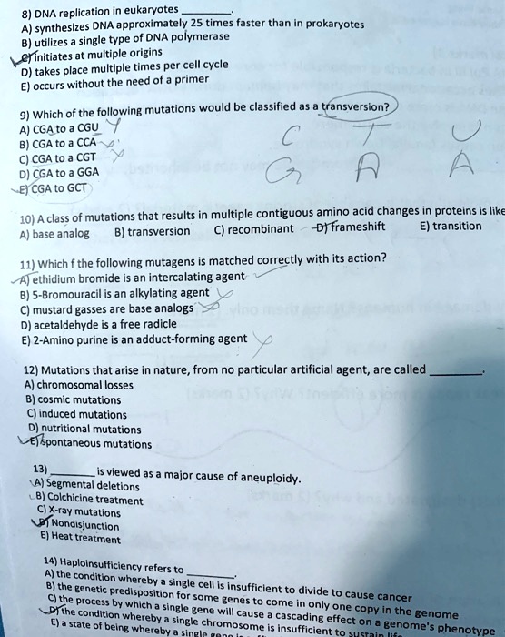 SOLVED 8) DNA replication in eukaryotes synthesizes DNA approximately