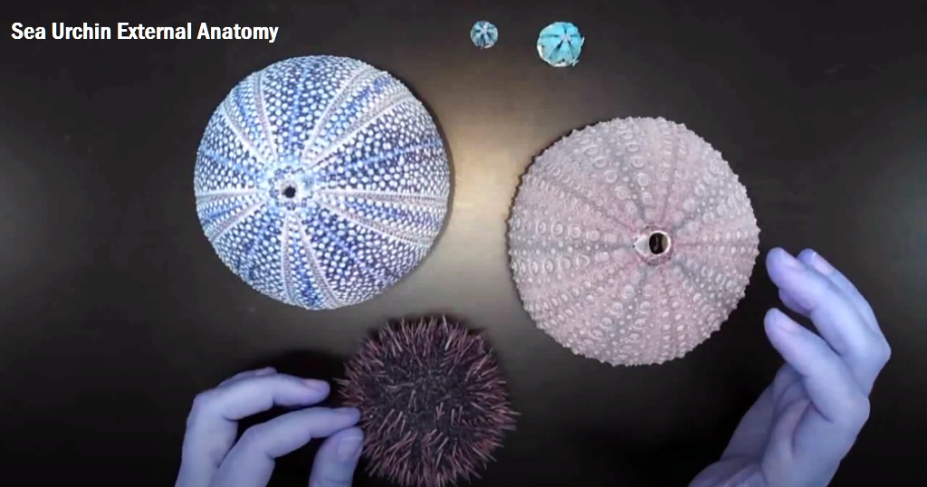 SOLVED: Sea Urchin External Anatomy 6