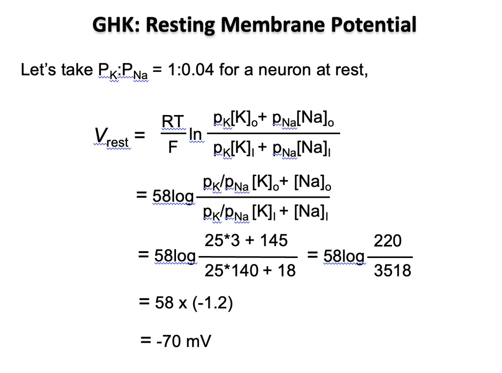 GHK: Resting Membrane Potential
Let's take PK:PNa = 1:0.04 for a neuron at rest,
Vrest = (RT)/(F) ln (pK[K]o + pNa[Na]o)/(pK[K]i + pNa[Na]i)
= 58log (pK/pNa [K]o + [Na]o)/(pK/pNa [K]i + [Na]i)
= 58log (25*3 + 145)/(25*140 + 18) = 58log (220)/(3518)
= 58 × (-1.2)
= -70 mV
