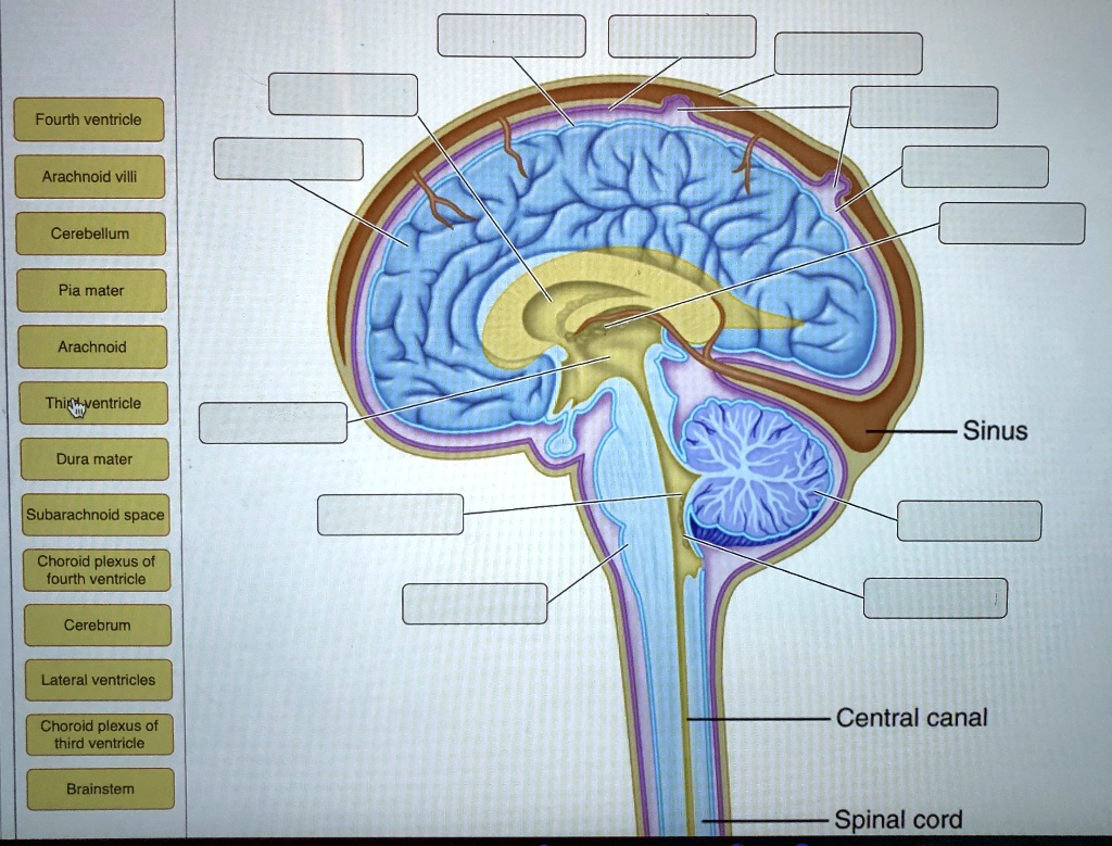 SOLVED: Fourth ventricle Arachnoid villi Cerebellum Pia mater Arachnoid ...