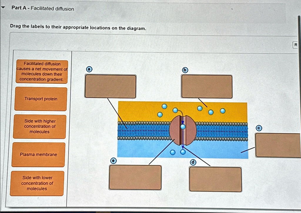 SOLVED: Part A - Facilitated diffusion Drag the labels to their ...