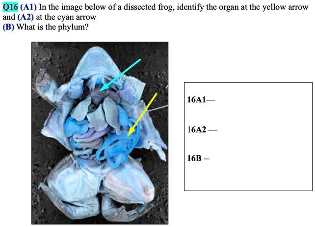 Q16 (A1) In the image below of a dissected frog, identify the organ at the yellow arrow and (A2) at the cyan arrow
(B) What is the phylum?
16A1-
16A2-
16B-