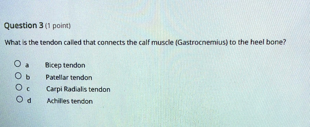 solved-question-3-1-point-what-is-the-tendon-called-that-connects