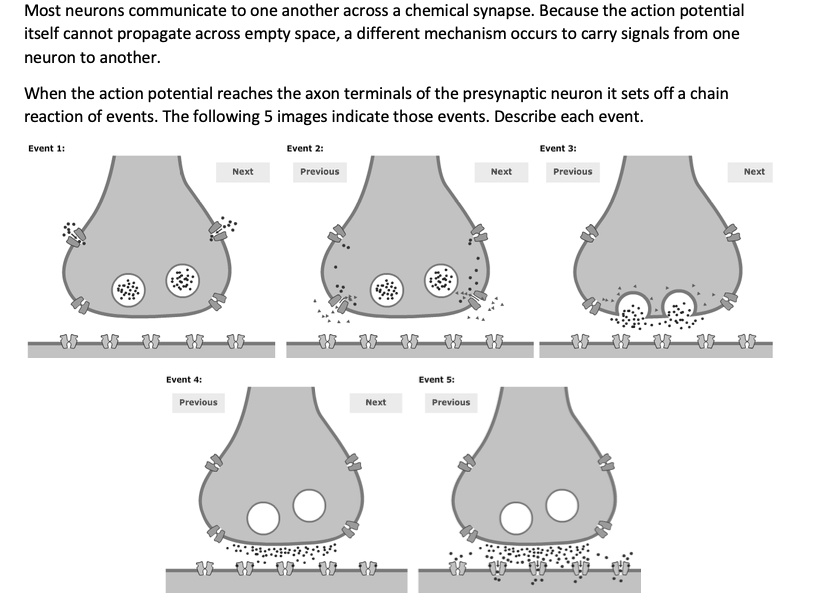 SOLVED Most neurons communicate to one another across a chemical