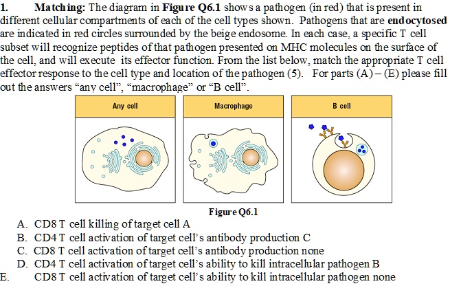 matching the diagram in figure q61 show pathe ogen in red hat is ...
