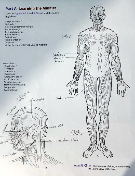 SOLVED: Part A: Learning the Muscles Look at Figures 8-2A and 8.2B and ...