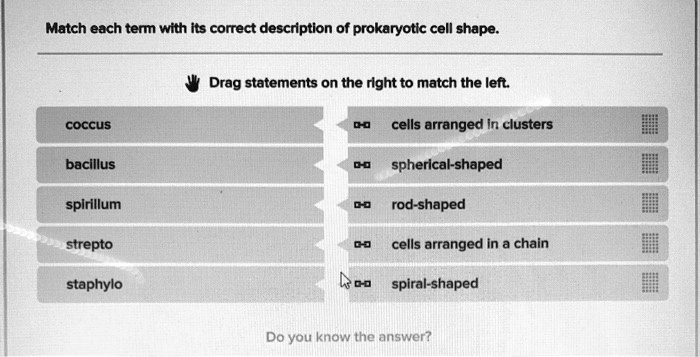 Match each term with its correct description of prokaryotic cell shape.
Drag statements on the right to match the left.
coccus
cells arranged in clusters
bacillus
spherical-shaped
spirillum
rod-shaped
strepto
cells arranged in a chain
staphylo
spiral-shaped
Do you know the answer?