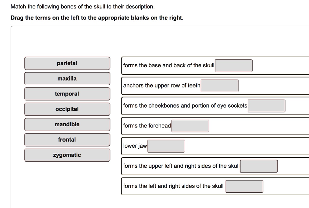Match the following bones of the skull to their description.
Drag the terms on the left to the appropriate blanks on the right.

parietal
maxilla
temporal
occipital
mandible
frontal
zygomatic

forms the base and back of the skull
anchors the upper row of teeth
forms the cheekbones and portion of eye sockets
forms the forehead
lower jaw
forms the upper left and right sides of the skull
forms the left and right sides of the skull