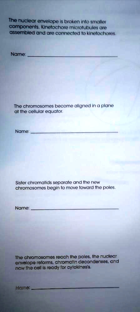 The nuclear envelope is broken into smaller components. Kinetochore microtubules are assembled and are connected to kinetochores.

Name: 

The chromosomes become aligned in a plane at the cellular equator.

Name:

Sister chromatids separate and the new chromosomes begin to move toward the poles.

Name:

The chromosomes reach the poles, the nuclear envelope reforms, chromatin decondenses, and now the cell is ready for cytokinesis.

Name: