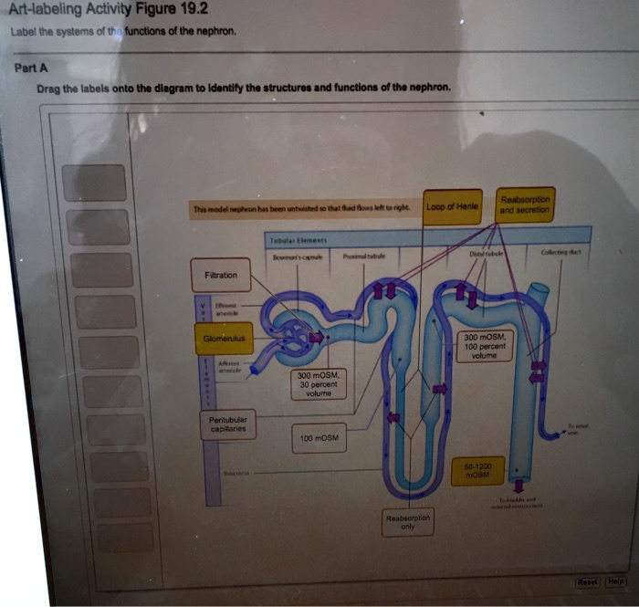 SOLVED: Art-labeling Activity Figure 19.2 Label the systems and ...