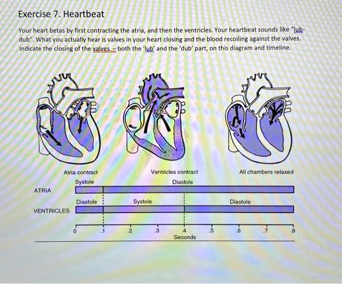 Heartbeat Explained, Lub dub, Cardiac cycle