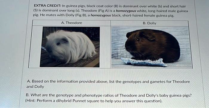 Solved In guinea pigs, black coat (B) is dominant over white