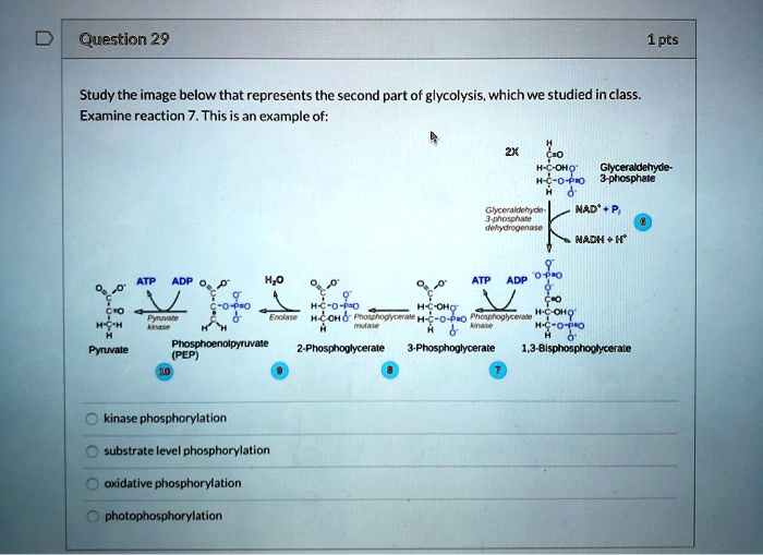 Question 29

Study the image below that represents the second part of glycolysis, which we studied in class. Examine reaction 7. This is an example of:

2X
Glyceraldehyde-3-phosphate dehydrogenase
NAD+ + Pi
NADH + H+
Glyceraldehyde-3-phosphate
1,3-Bisphosphoglycerate
Phosphoglycerate kinase
ATP ADP
3-Phosphoglycerate
Phosphoglycerate mutase
2-Phosphoglycerate
Enolase
H2O
Phosphoenolpyruvate (PEP)
Pyruvate kinase
ATP ADP
Pyruvate

kinase phosphorylation
substrate level phosphorylation
oxidative phosphorylation
photophosphorylation