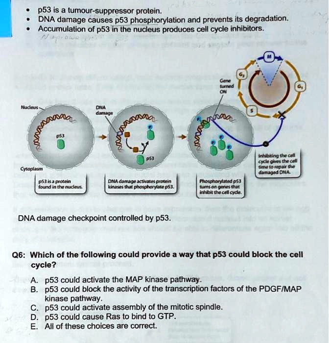 p53 is a tumour suppressor protein dna damage causes p53 ...