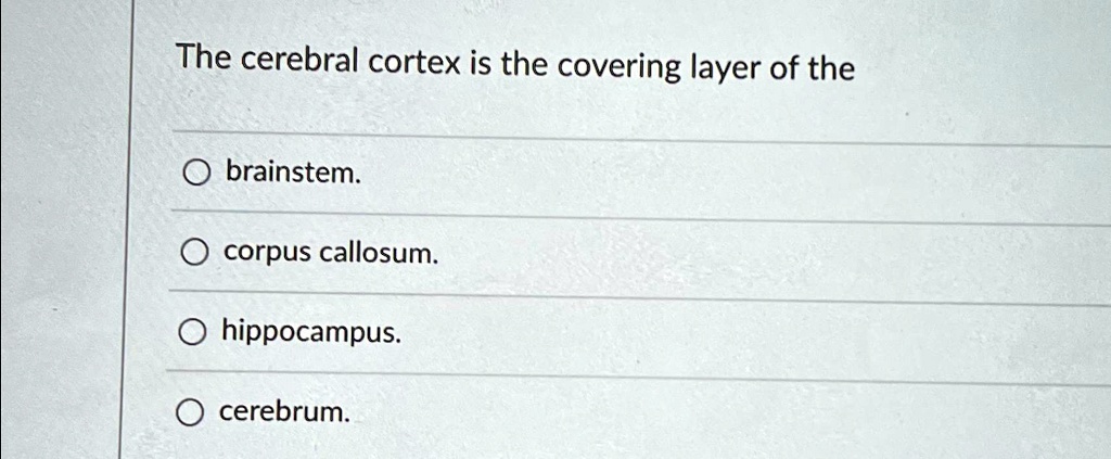 The cerebral cortex is the covering layer of the brainstem. corpus ...