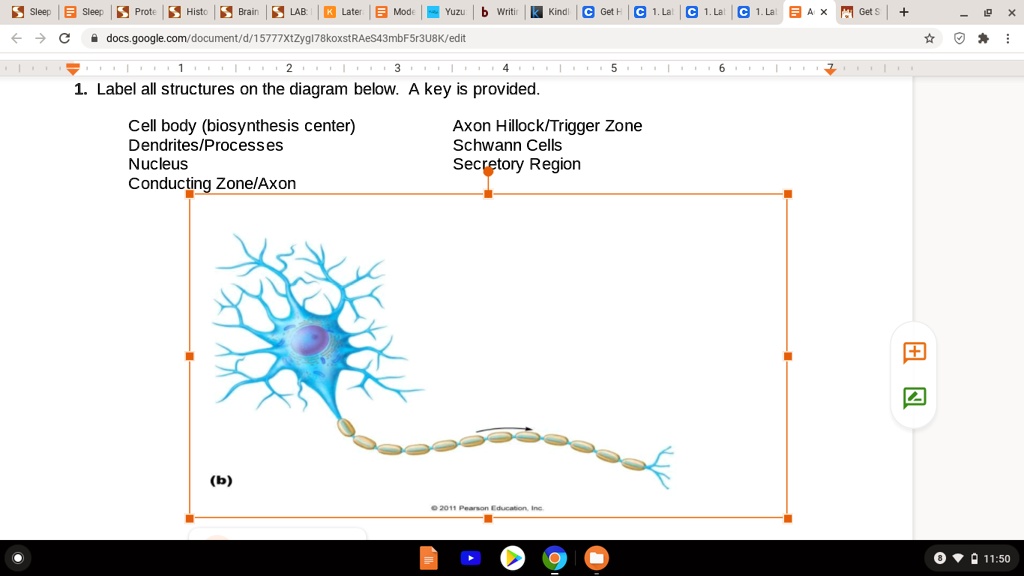 SOLVED: Label all structures on the diagram below. A key is provided ...