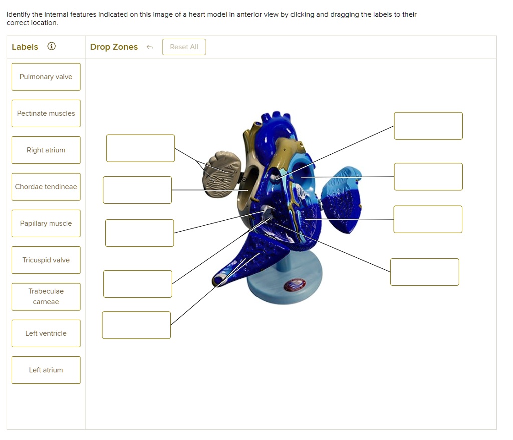 SOLVED Texts Identify the internal features indicated on this image