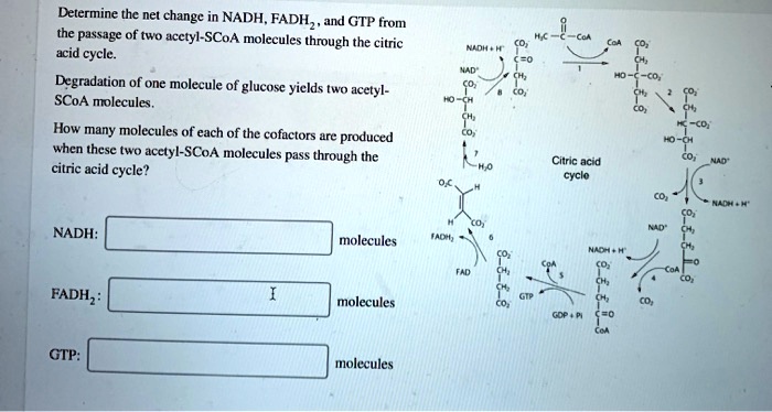 SOLVED: Determine the net change in NADH, FADHz and GTP romn the ...