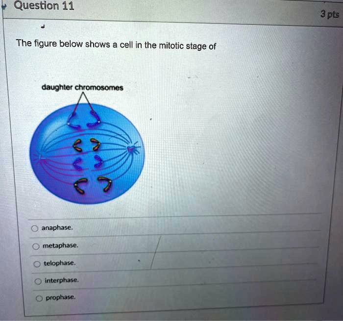 Solved Events Of Mitosis Iithe Figure Below Shows A Cell In Cheggcom